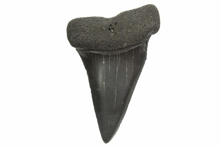Fossil Broad-Toothed Mako Tooth - South Carolina #340984